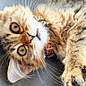 Simba a rejoint le concours — aidez-le/la à gagner de superbes lots ! cat, tabby_cat, fluffy_fur, green_eyes, whiskers, collar, leopard_print, pet, cute, domestic_cat, close_up, animal, feline, lying_down, soft_fur, curious, indoor, portrait, face, paw