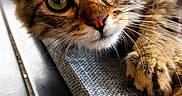 Simba a rejoint le concours — aidez-le/la à gagner de superbes lots ! cat, kitten, tabby, close_up, pet, cute, whiskers, green_eyes, scratching_pad, fur, curious, indoor, animal, paw, relaxed, texture, soft_light, young, portrait, feline