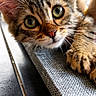 cat, kitten, tabby, close_up, pet, cute, whiskers, green_eyes, scratching_pad, fur, curious, indoor, animal, paw, relaxed, texture, soft_light, young, portrait, feline