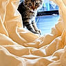 Simba a rejoint le concours — aidez-le/la à gagner de superbes lots ! cat, tabby, curious, fabric, tunnel, soft, indoor, pet, whiskers, collar, floor, window, daylight, playful, cute, animal, feline, texture, closeup, cozy