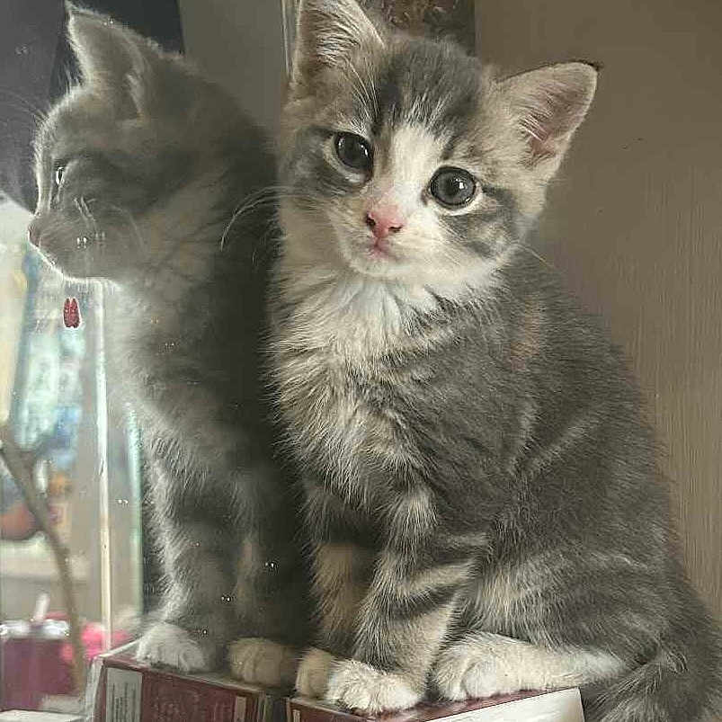 Buddy is registered to the contest to win money with this photo: animal, box, cat, curious, cute, domestic_cat, eyes, feline, fur, gray_cat, indoor, kitten, mirror, pet, portrait, reflection, sitting, whiskers, white_paws, young_cat