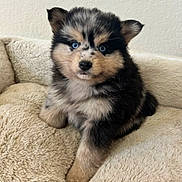 Loki is registered to the contest to win money with this photo: puppy, dog, blue_eyes, fluffy, pet_bed, soft_texture, indoor, cute, animal, young_dog, fur, ears, sitting, looking_at_camera, beige, adorable, small, domestic_animal, portrait, cozy