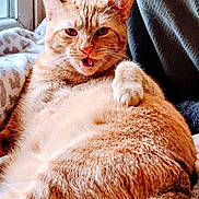 Pumpkin joined the competition — help win amazing prizes! bed, blanket, cat, chonk, curtain, feline, fur, ginger_cat, indoor, nose, orange_cat, paw, pet, plush, portrait, relaxed, resting, tongue, whiskers, window