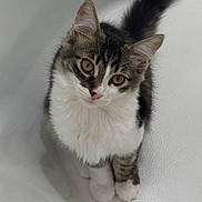 Scarlett is registered to the contest to win money with this photo: animal, cat, close_up, curious, cute, domestic_cat, ears, fluffy, fur_pattern, indoor, kitten, looking_up, pet, sitting, small_paws, tabby, tail, whiskers, white_fur, young_cat