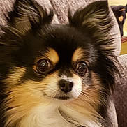 Dora joined the competition — help win amazing prizes! animal, black_fur, close_up, comfortable, couch, curious, dog, ears, eyes, face, fluffy, fur, indoor, nose, pet, portrait, small_dog, tan_fur, whiskers, white_fur