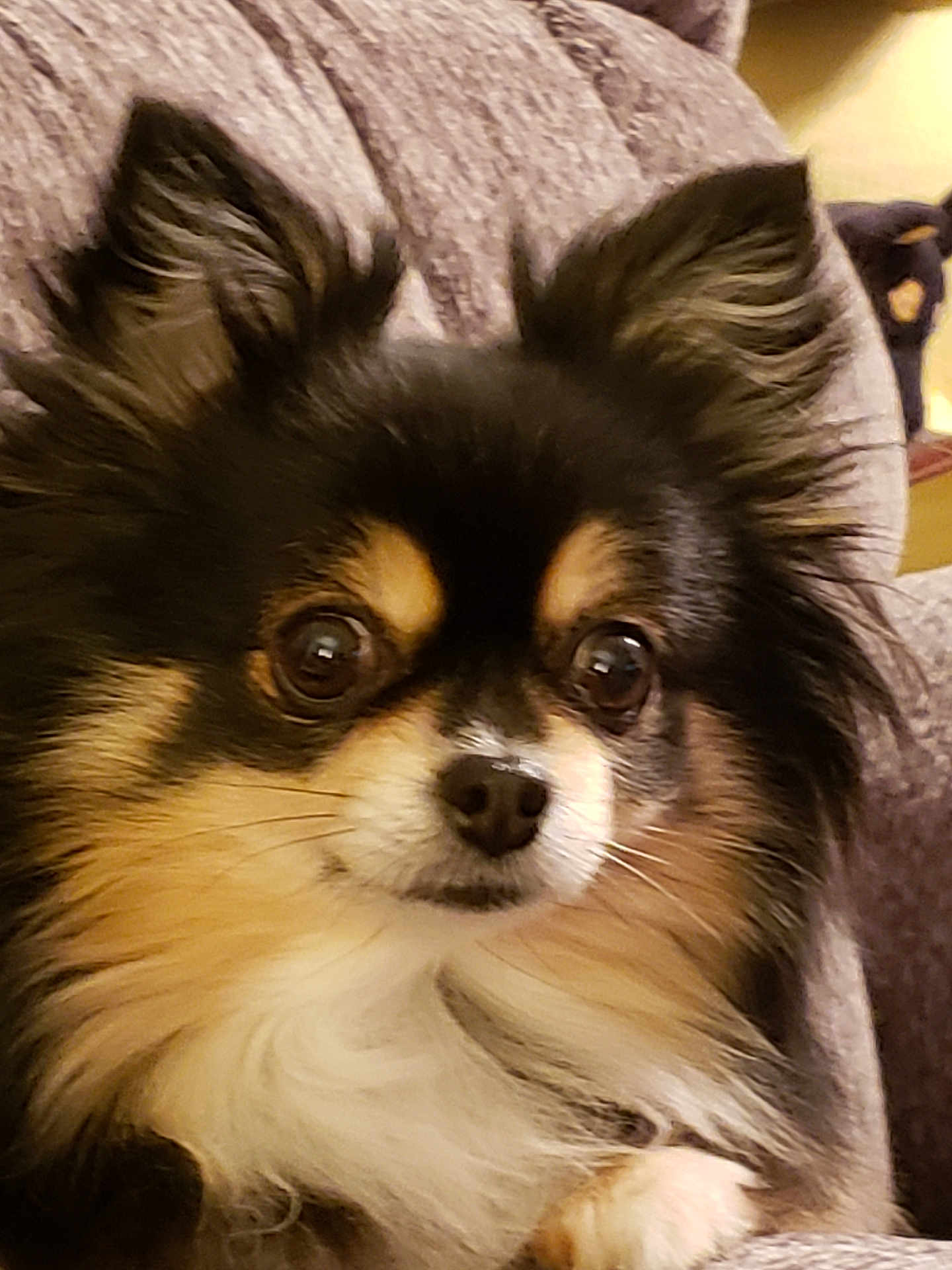Dora