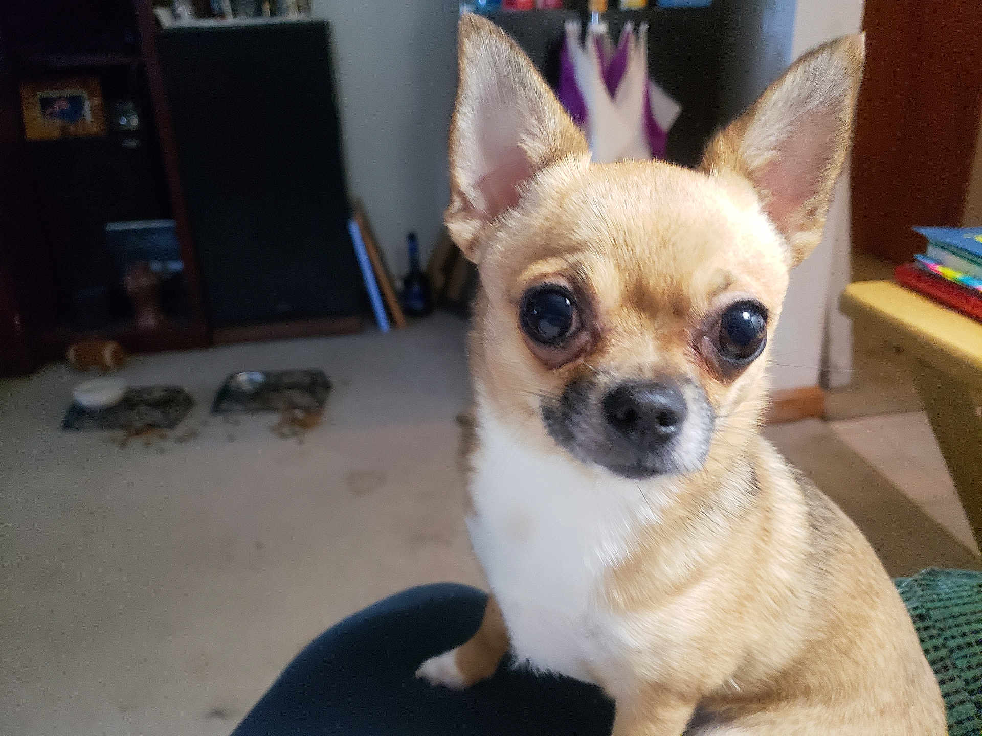 Coco