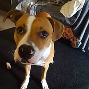 Buddy joined the competition — help win amazing prizes! dog, brown, white, carpet, indoor, pet, canine, curious, couch, blanket, fabric, floor, animal, fur, ears, snout, paws, domestic, companion, looking_up