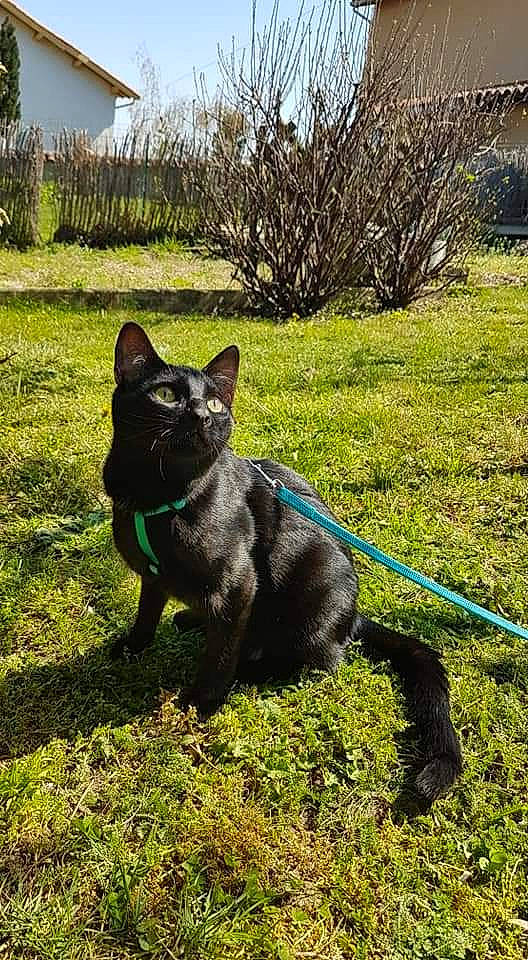 Phoenix a rejoint le concours — aidez-le/la à gagner de superbes lots ! canidae, carnivore, collar, companion_dog, dog, dog_breed, dog_collar, domestic_short_haired_cat, fawn, felidae, grass, leash, plant, sky, small_to_medium_sized_cats, tail, terrestrial_animal, tree, whiskers, working_animal