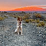 dog, canine, sitting, harness, tongue_out, dirt_path, gravel, rocks, shrub, desert, mountain_range, sunset, sky, clouds, golden_hour, landscape, outdoor, horizon, trail, scenery