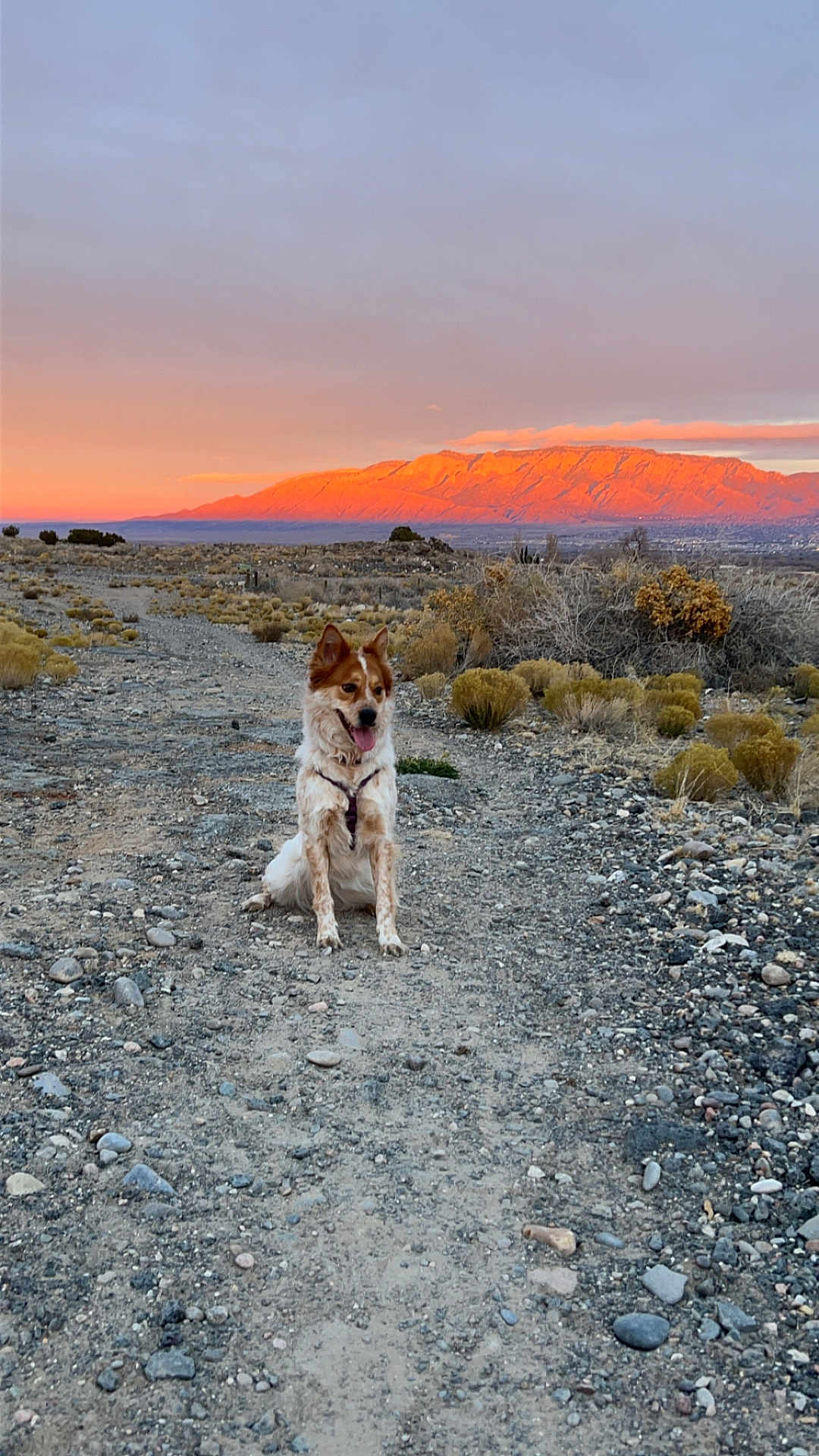 Marley joined the competition — help win amazing prizes! dog, canine, sitting, harness, tongue_out, dirt_path, gravel, rocks, shrub, desert, mountain_range, sunset, sky, clouds, golden_hour, landscape, outdoor, horizon, trail, scenery