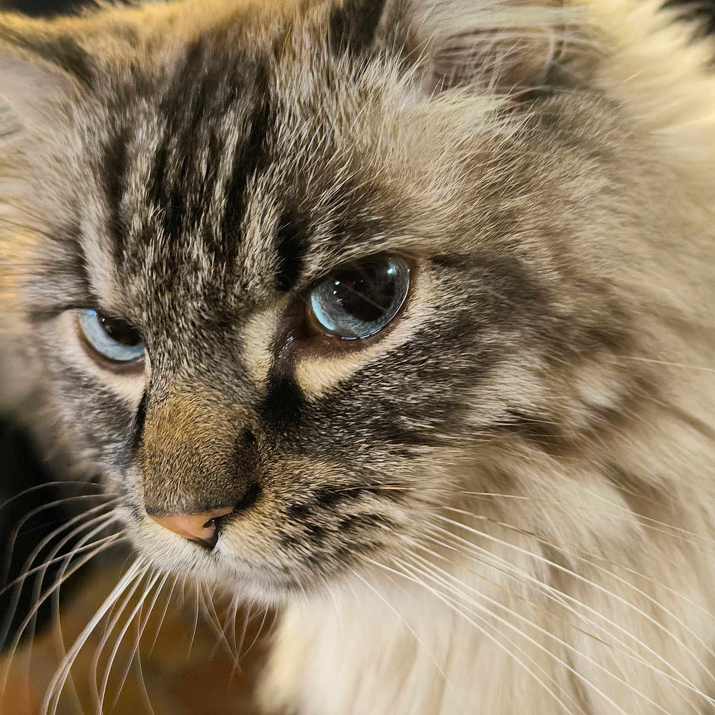 Mirouch participe au concours pour gagner de l'argent avec cette photo : abyssinian, angora, animal, brasssection, cat, horn, kitten, manx, musicalinstrument, pet, siamese