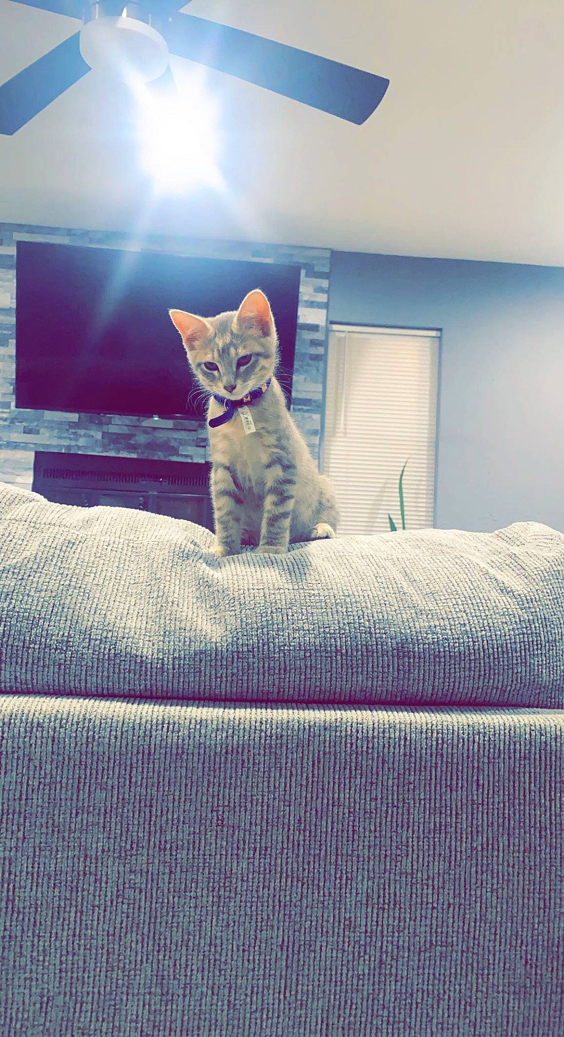 Marlene is registered to the contest to win money with this photo: azure, bed, blue, carnivore, cat, comfort, felidae, floor, furniture, grey, interior_design, line, linens, purple, small_to_medium_sized_cats, textile, wall, whiskers, window, wood