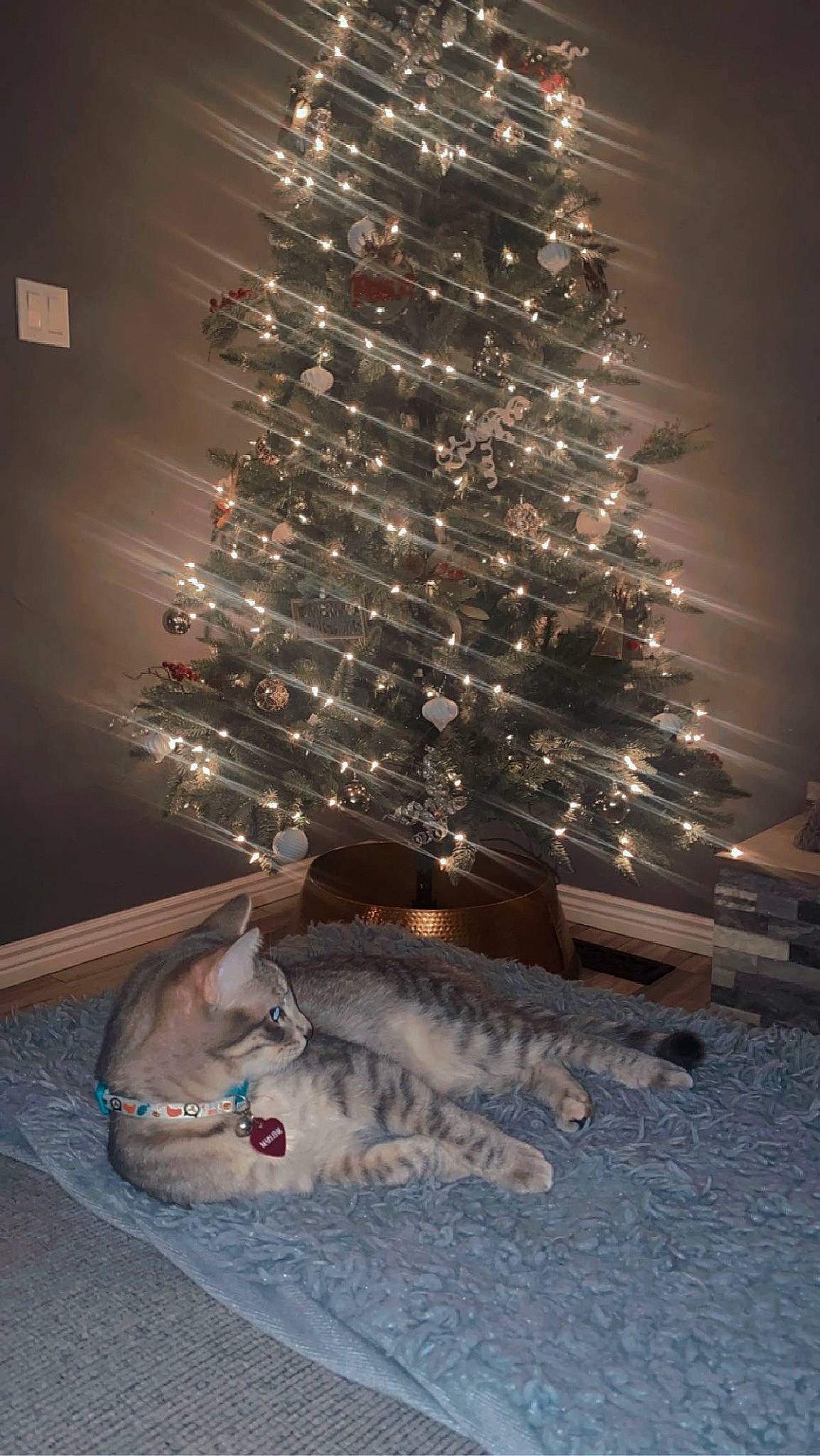 Marlene is registered to the contest to win money with this photo: carnivore, cat, christmas, christmas_decoration, christmas_ornament, christmas_tree, darkness, event, evergreen, felidae, holiday, holiday_ornament, ornament, plant, small_to_medium_sized_cats, tail, tree, whiskers, winter, wood