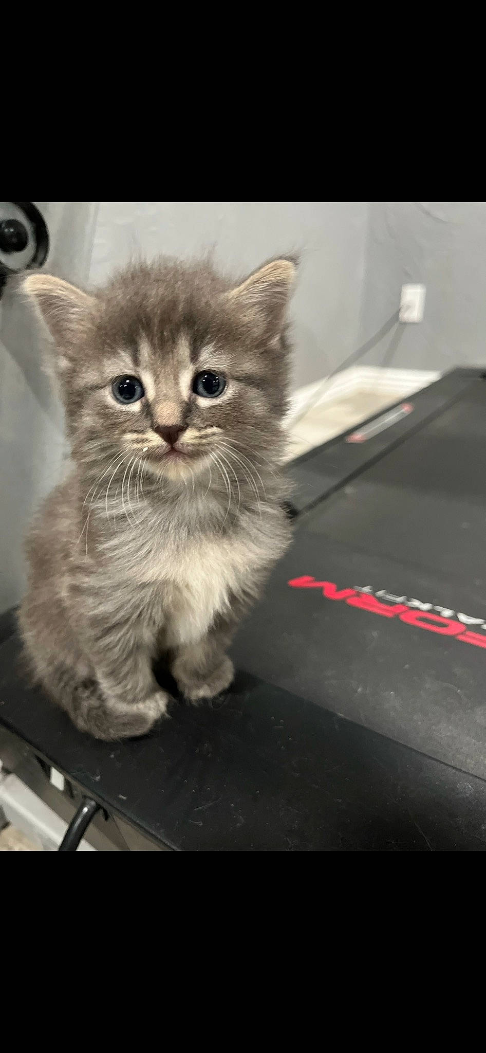 Mishu is registered to the contest to win money with this photo: box, british_longhair, carnivore, cat, claw, domestic_short_haired_cat, fawn, felidae, flooring, fur, paw, photo_caption, sitting, small_to_medium_sized_cats, snout, tail, terrestrial_animal, whiskers, window, windshield