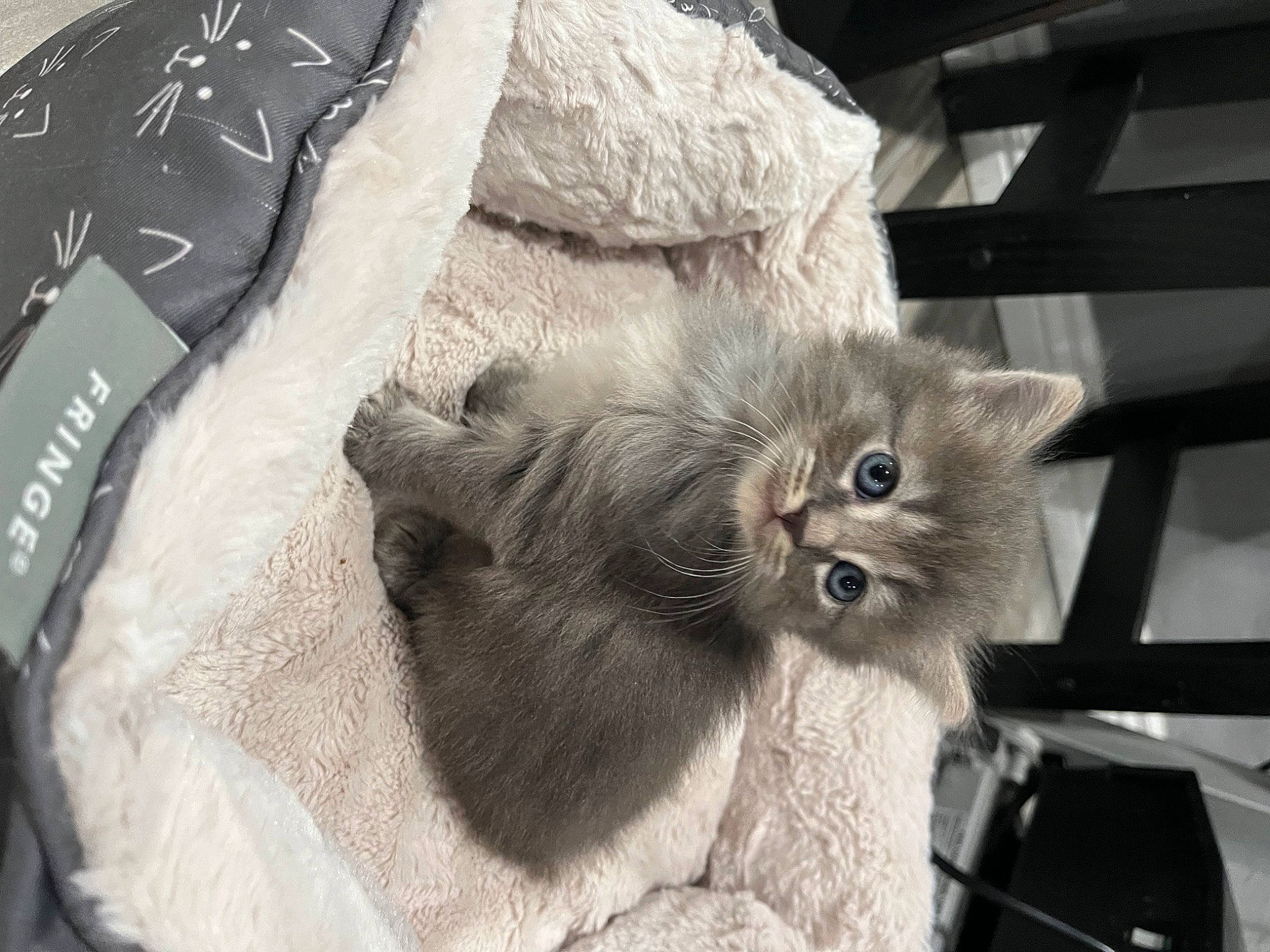 Mishu is registered to the contest to win money with this photo: box, british_longhair, carnivore, cat, claw, comfort, domestic_short_haired_cat, fawn, felidae, fur, grey, paw, small_to_medium_sized_cats, snout, tail, whiskers