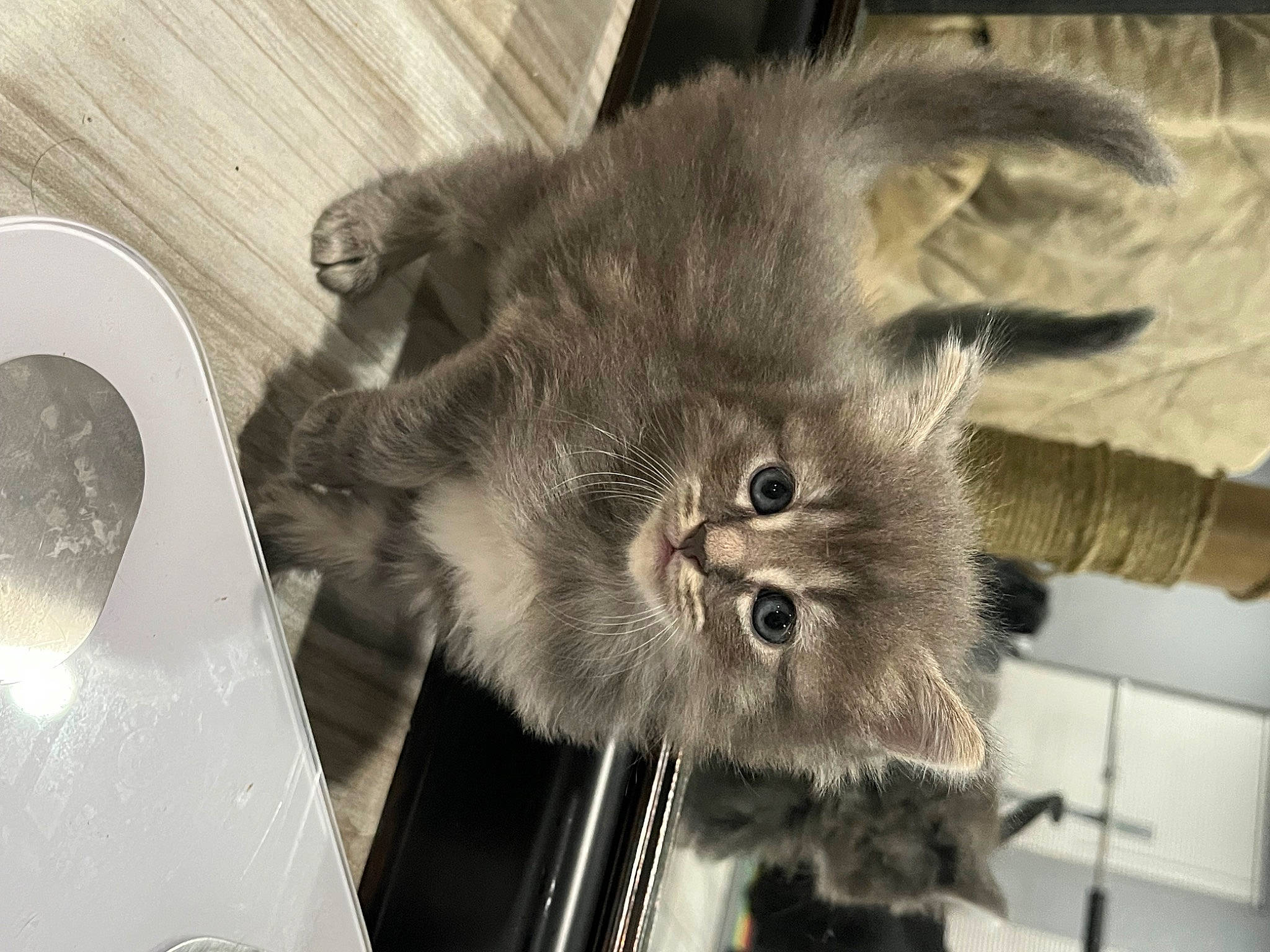 Mishu joined the competition — help win amazing prizes! black_cat, carnivore, cat, chartreux, circle, claw, comfort, domestic_short_haired_cat, felidae, fur, grey, korat, paw, serveware, small_to_medium_sized_cats, snout, tail, terrestrial_animal, whiskers