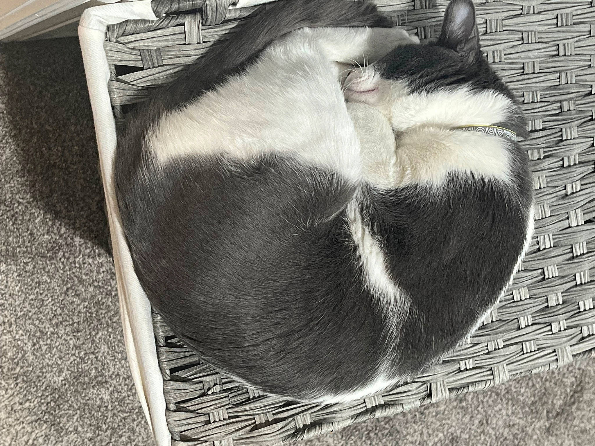 Pappadeaux joined the competition — help win amazing prizes! bag, brick, brickwork, carnivore, cat, cat_supply, comfort, fashion_accessory, fawn, felidae, fur, grey, pattern, pet_supply, small_to_medium_sized_cats, snout, sporting_group, tail, terrestrial_animal, whiskers