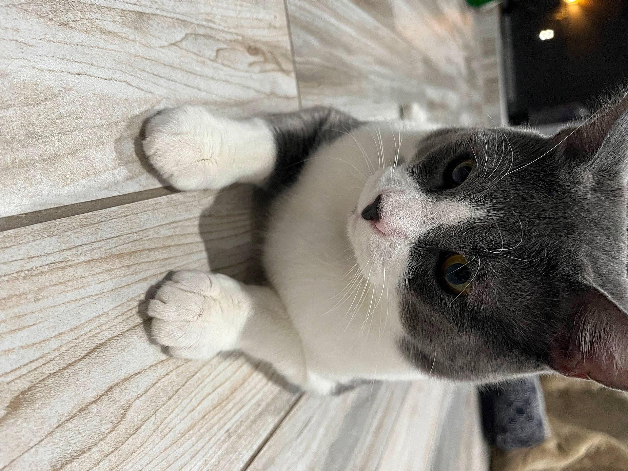 Pappadeaux joined the competition — help win amazing prizes! carnivore, cat, collar, domestic_short_haired_cat, door, ear, eye, fawn, felidae, flooring, fur, grey, hardwood, paw, small_to_medium_sized_cats, snout, tail, whiskers, window, wood