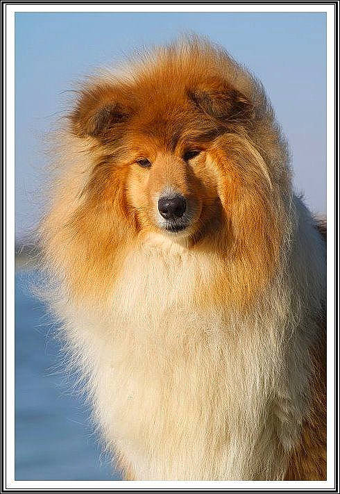 Kayla a rejoint le concours — aidez-le/la à gagner de superbes lots ! adaptation, art, canidae, carnivore, companion_dog, dog, dog_breed, fawn, fur, hair, lion, liver, mane, masai_lion, snout, sporting_group, terrestrial_animal, whiskers, wildlife, working_animal