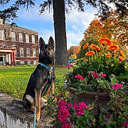 Shadow is registered to the contest to win money with this photo: dog, flower_pot, flowers, tree, grass, building, sky, leash, concrete_wall, autumn, orange_flowers, pink_flowers, outdoor, nature, pet, collar, sunlight, daytime, park, plant