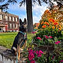 dog, flower_pot, flowers, tree, grass, building, sky, leash, concrete_wall, autumn, orange_flowers, pink_flowers, outdoor, nature, pet, collar, sunlight, daytime, park, plant