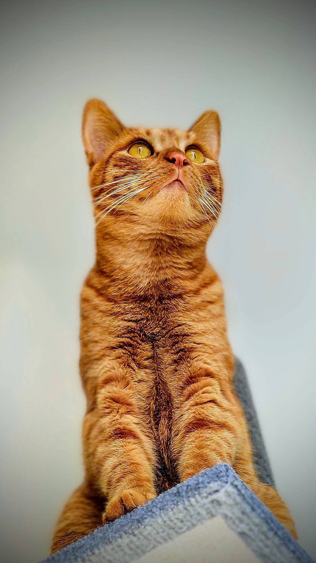 Teddy a rejoint le concours — aidez-le/la à gagner de superbes lots ! carnivore, cat, claw, close_up, domestic_short_haired_cat, fawn, felidae, fur, paw, plant, sitting, small_to_medium_sized_cats, snout, tail, terrestrial_animal, tree, whiskers, wildlife, window, wood