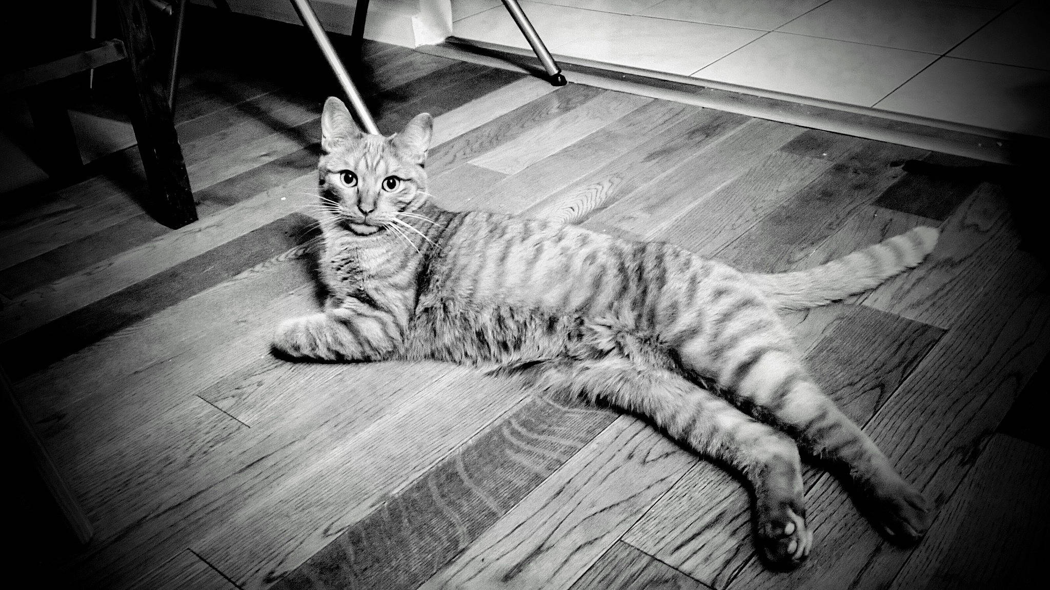 Teddy participe au concours pour gagner de l'argent avec cette photo : black, black_and_white, carnivore, cat, eye, felidae, floor, flooring, foot, hardwood, monochrome, monochrome_photography, small_to_medium_sized_cats, snout, style, tail, terrestrial_animal, whiskers, white, wood