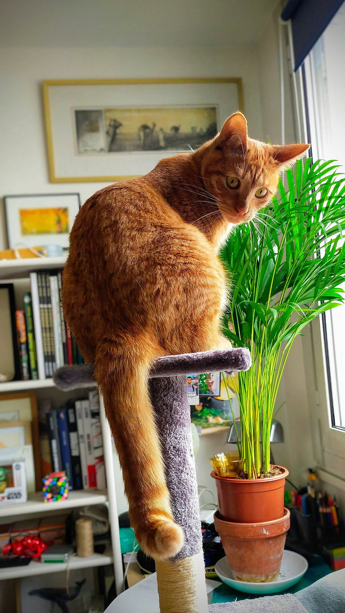Teddy participe au concours pour gagner de l'argent avec cette photo : bookcase, carnivore, cat, domestic_short_haired_cat, fawn, felidae, flowerpot, fur, grass, houseplant, picture_frame, plant, publication, shelf, shelving, small_to_medium_sized_cats, tail, whiskers, window, wood
