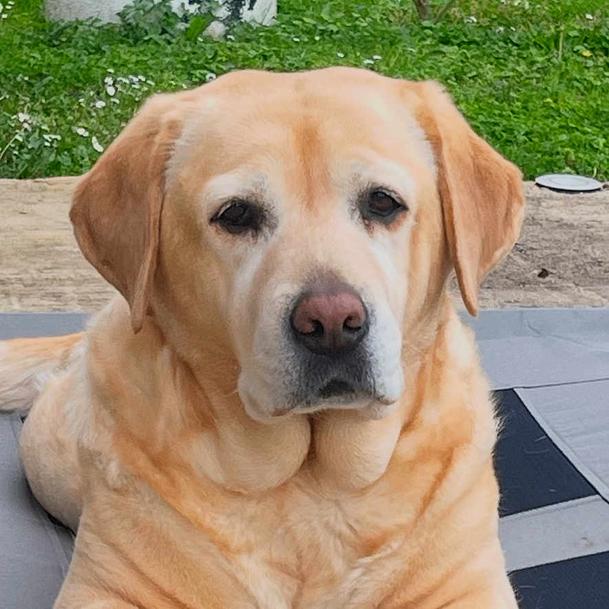 Mila participe au concours pour gagner de l'argent avec cette photo : calm, close_up, concrete, cot, daisies, dog, ears, fence, garden, grass, labrador, nose, outdoors, paws, pet, planter, portrait, resting, small_tree, tan_fur