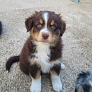 Aïko a rejoint le concours — aidez-le/la à gagner de superbes lots ! adorable, animal, black, brown, companion, concrete, curious, cute, dog, eyes, face, fur, outdoor, pet, playing, puppy, sitting, tail, white, young