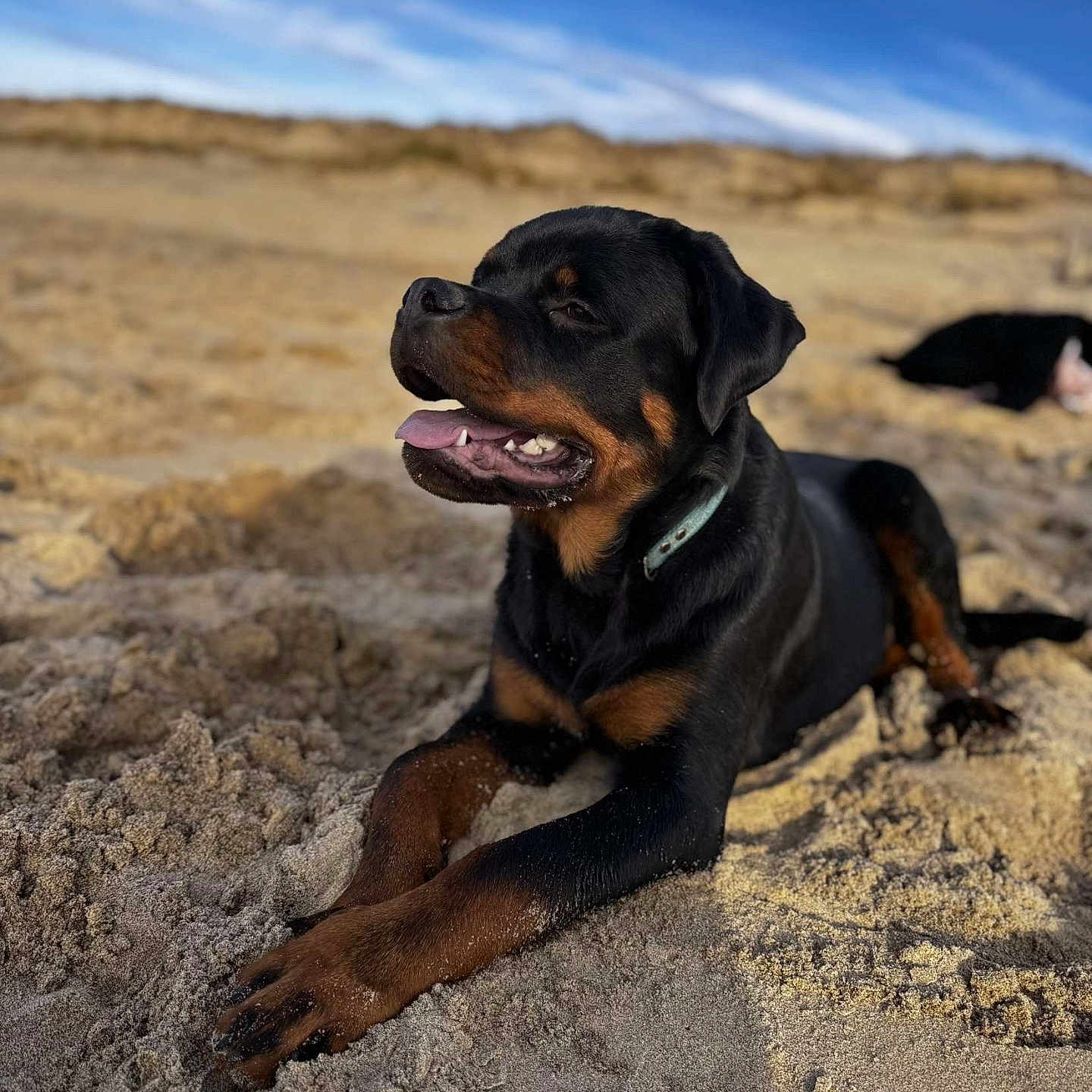 Varkos participe au concours pour gagner de l'argent avec cette photo : animal, appenzeller, beach, bulldog, canine, coast, dog, hound, labradorretriever, nature, outdoors, pet, pig, puppy, rock, sea, shoreline, sky, snout, water