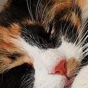 Fluffy is registered to the contest to win money with this photo: cat, calico, sleeping, close_up, whiskers, pink_nose, fur, pet, animal, face, cute, cozy, resting, feline, soft, muzzle, domestic_cat, peaceful, nose, closed_eyes