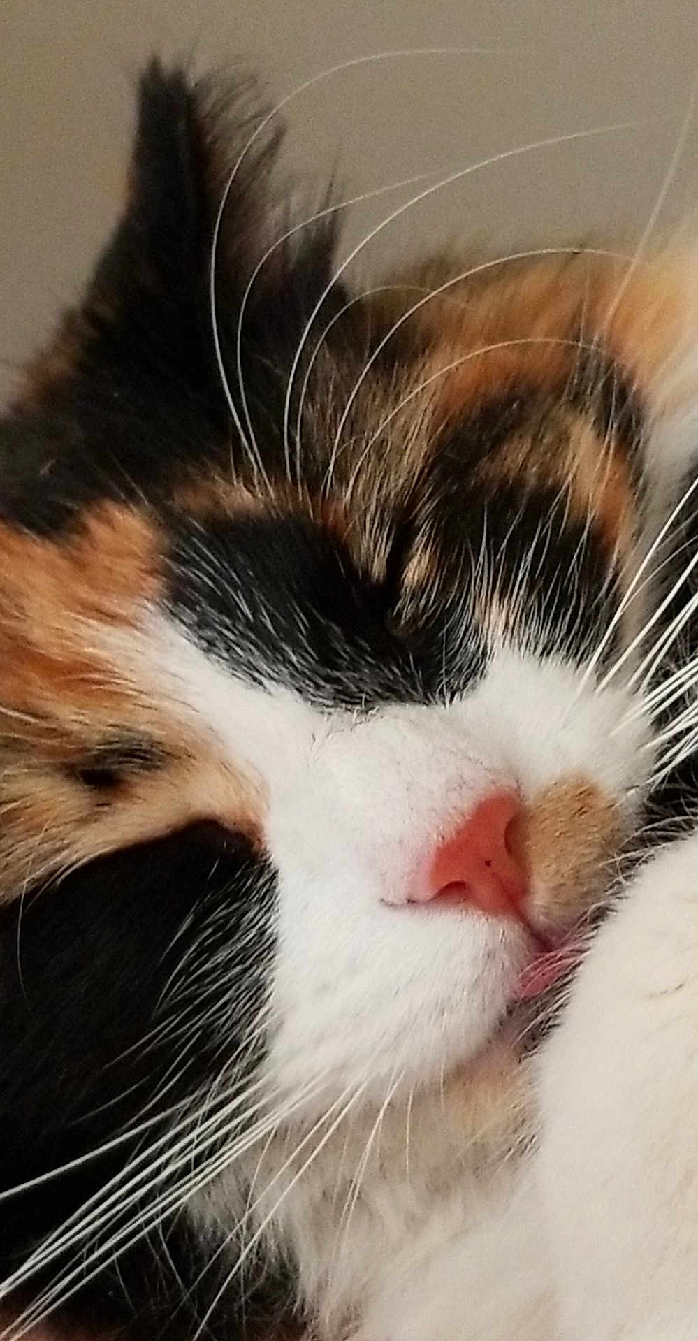 Fluffy is registered to the contest to win money with this photo: cat, calico, sleeping, close_up, whiskers, pink_nose, fur, pet, animal, face, cute, cozy, resting, feline, soft, muzzle, domestic_cat, peaceful, nose, closed_eyes