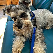 Whiskey is registered to the contest to win money with this photo: dog, schnauzer, pet, blue_collar, leash, indoor, bench, teal_bench, fur, cute, animal, canine, laying, closeup, portrait, whiskers, ears, wooden_background, floor, curious