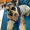 dog, schnauzer, pet, blue_collar, leash, indoor, bench, teal_bench, fur, cute, animal, canine, laying, closeup, portrait, whiskers, ears, wooden_background, floor, curious