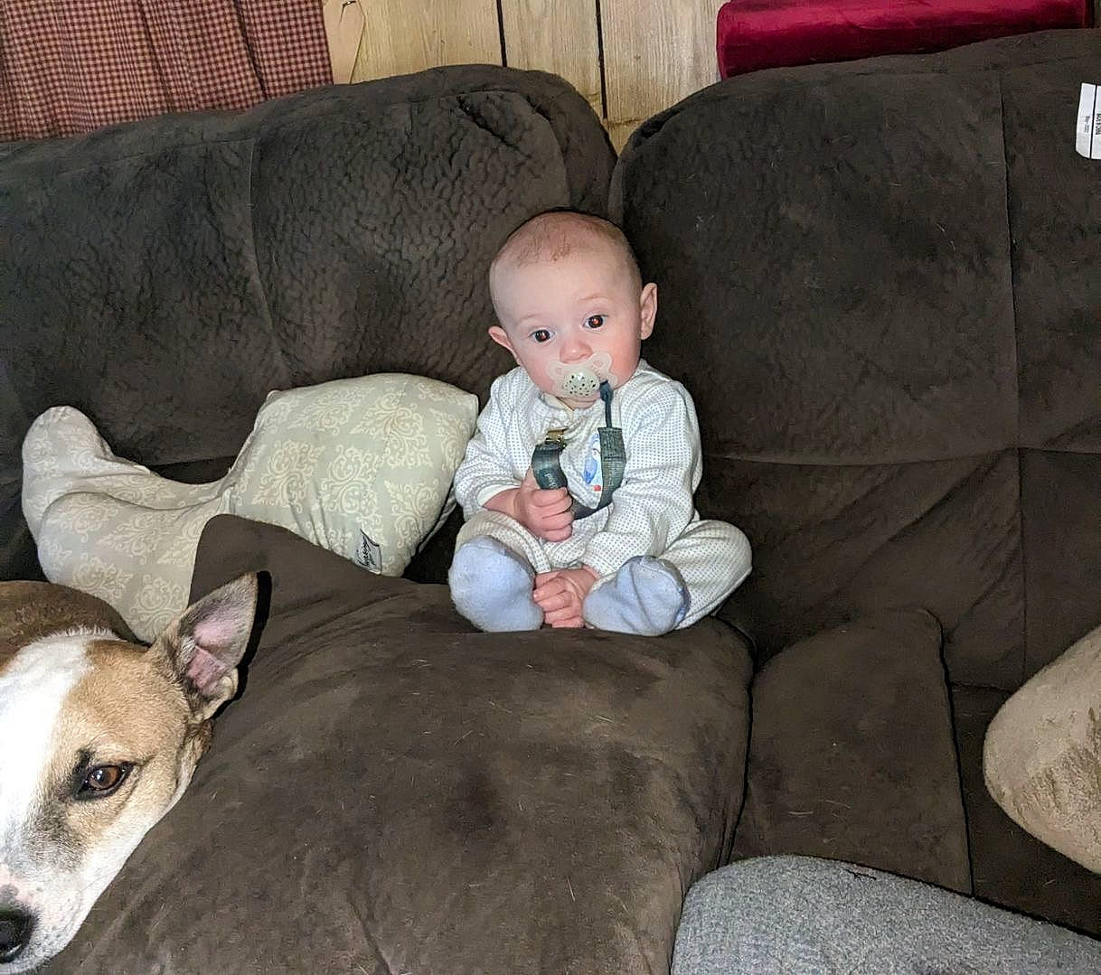 Mason joined the competition — help win amazing prizes! baby, baby_toddler_clothing, car_seat, comfort, companion_dog, couch, dog, dog_breed, fawn, furniture, lap, living_room, mammal, person, pillow, room, sitting, throw_pillow, toddler, toy_dog