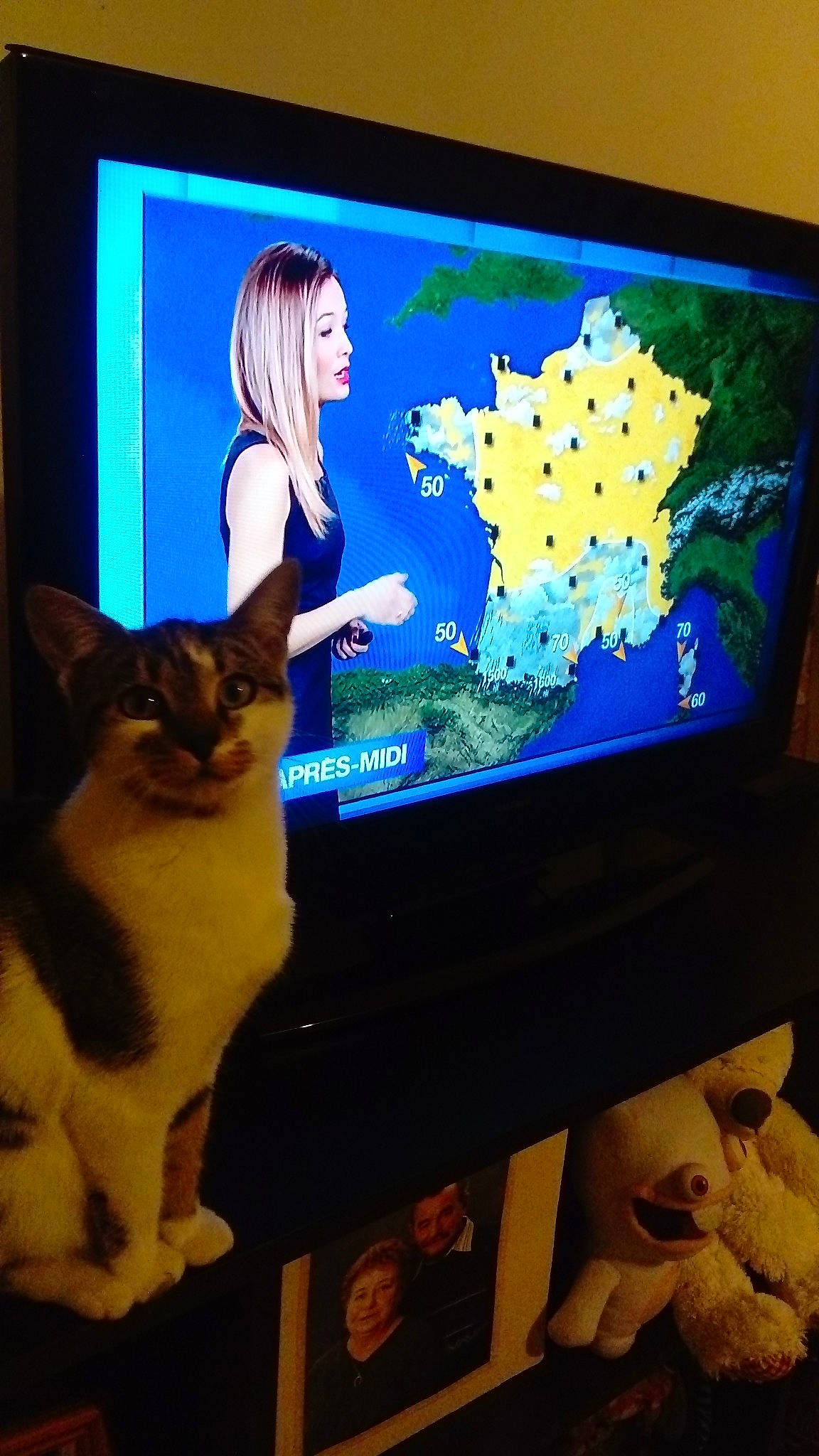 O-ko participe au concours pour gagner de l&#x27;argent avec cette photo : carnivore, cat, computer_monitor, display_device, electronic_device, felidae, flat_panel_display, gadget, kitten, lcd_tv, led_backlit_lcd_display, media, multimedia, person, room, screen, small_to_medium_sized_cats, technology, television, television_set