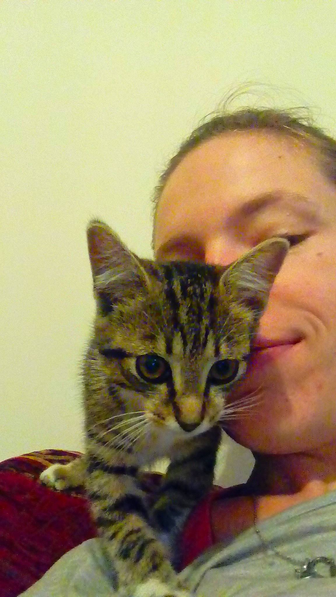 O-lie participe au concours pour gagner de l&#x27;argent avec cette photo : american_shorthair, american_wirehair, asian, bengal, california_spangled, carnivore, cat, domestic_short_haired_cat, dragon_li, european_shorthair, felidae, head, kitten, mammal, nose, small_to_medium_sized_cats, tabby_cat, toyger, vertebrate, whiskers