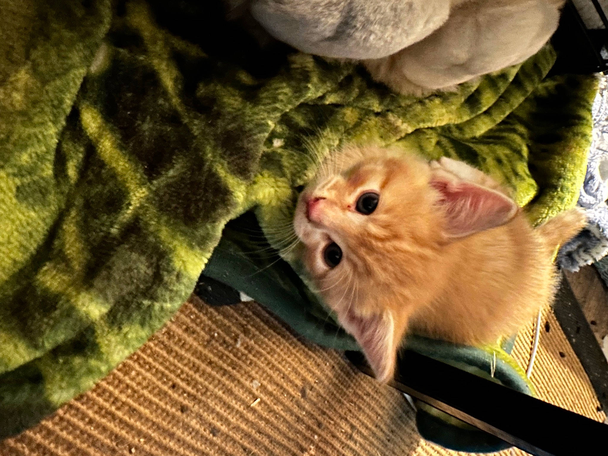 Garfield is registered to the contest to win money with this photo: carnivore, cat, claw, domestic_short_haired_cat, fawn, felidae, fur, gesture, pattern, paw, plaid, plant, small_to_medium_sized_cats, tail, whiskers, wood