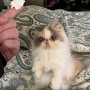 Mimiu is registered to the contest to win money with this photo: animal, bedroom, bedspread, cat, cute, domestic_cat, feline, fluffy_cat, fur, gray_fur, hand, indoor, patterned_bedspread, pet, playful, sitting, small_cat, teasing, white_fur, wide_eyes