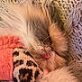 Mimiu joined the competition — help win amazing prizes! cat, sleeping, fluffy, knitted_blanket, leopard_print, pink_collar, pet, cozy, fur, closeup, resting, cute, whiskers, relaxed, indoor, warm, texture, soft, animal, mammal