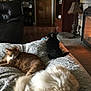 cat, dog, fireplace, blanket, living_room, cozy, furniture, wood_floor, lamp, couch, pet, indoor, relaxing, brown_cat, black_dog, white_dog, home, warm, resting, fur