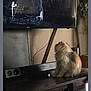 cat, fluffy, television, soundbar, furniture, indoor, pet, curious, wooden_surface, technology, screen, cable, living_room, entertainment, houseplant, quiet, cozy, attention, domestic, animal
