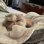 Mimiu is registered to the contest to win money with this photo: cat, persian_cat, fluffy, bed, blanket, cozy, indoor, pet, animal, fur, sleepy, resting, face, whiskers, home, lamp, television, wooden_furniture, comfort, relaxation
