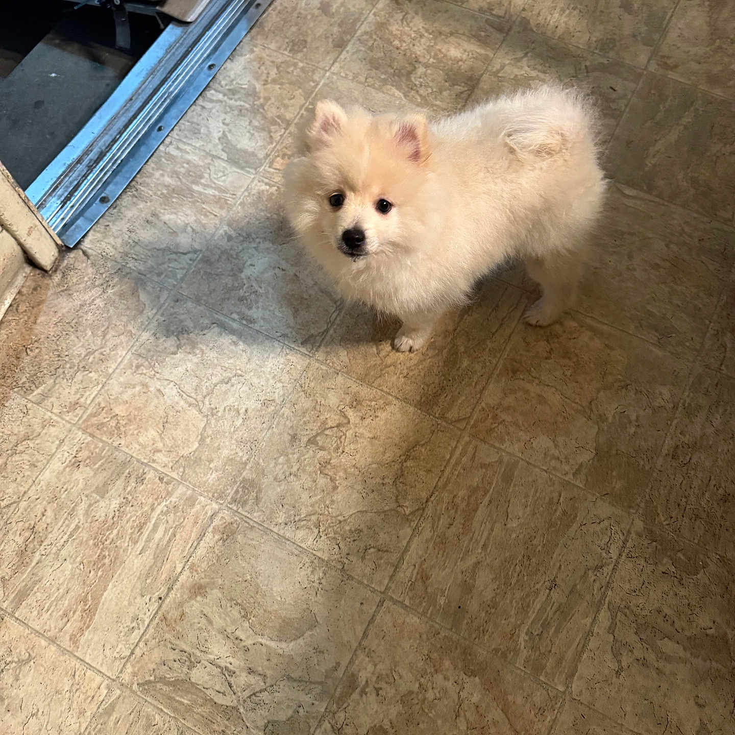 Bentley joined the competition — help win amazing prizes! animal, canine, companion, curious, cute, dog, domestic_animal, doorway, flooring, fluffy, indoor, looking_up, metallic, pet, puppy, shadow, small_dog, tile_floor, white_dog, young_dog