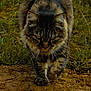 cat, tabby, feline, outdoor, walking, whiskers, fur, paws, dirt, grass, closeup, portrait, greenery, stare, predator_pose, nature, earth, mammal, eyes, animal