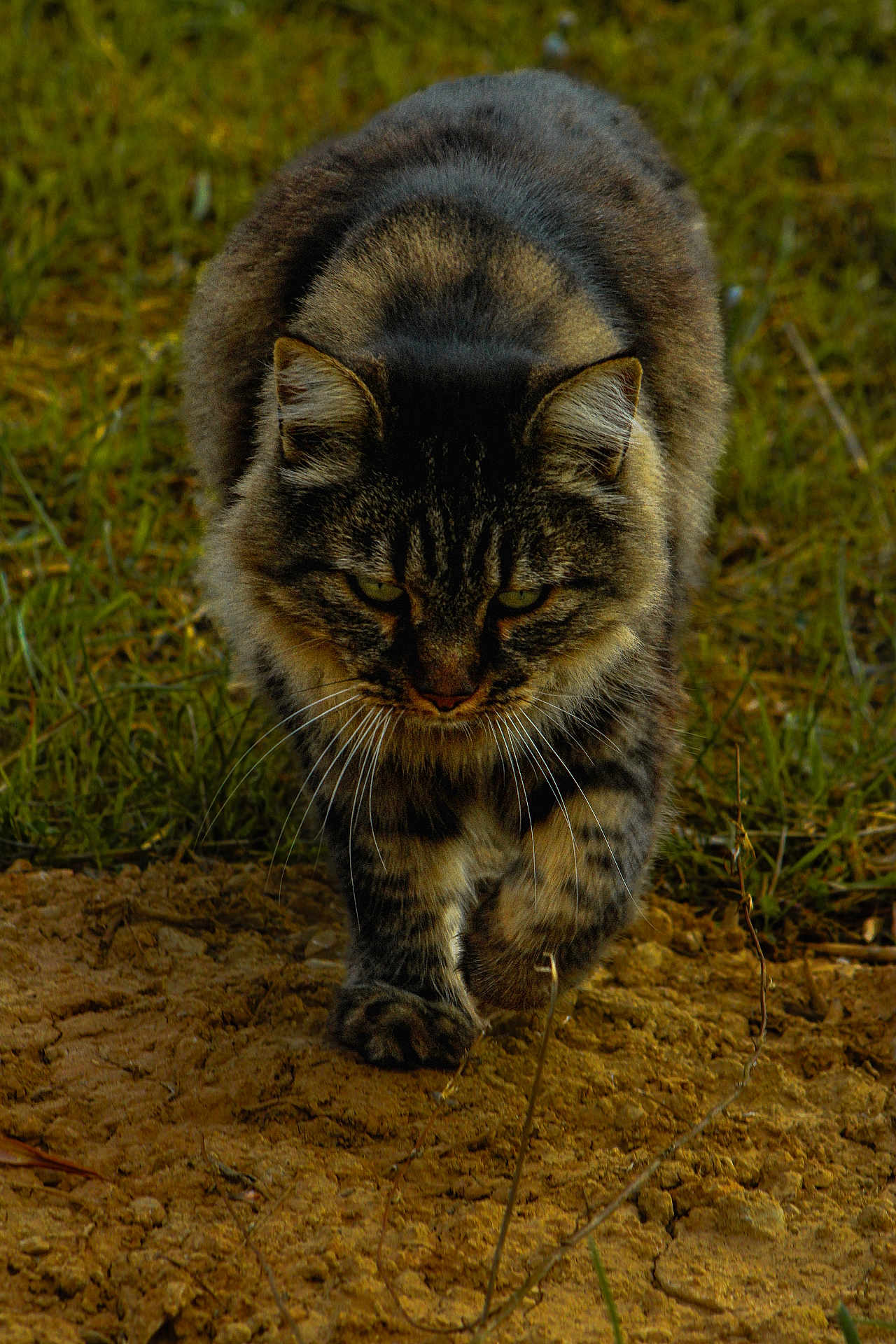 Tigresse a rejoint le concours — aidez-le/la à gagner de superbes lots ! cat, tabby, feline, outdoor, walking, whiskers, fur, paws, dirt, grass, closeup, portrait, greenery, stare, predator_pose, nature, earth, mammal, eyes, animal