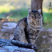 Tigresse participe au concours pour gagner de l'argent avec cette photo : cat, tabby, long_haired, feline, whiskers, green_eyes, tail, sitting, stone_ledge, outdoor, nature, bokeh, tree, grass, fur, portrait, pet, animal, calm, closeup