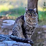 cat, tabby, long_haired, feline, whiskers, green_eyes, tail, sitting, stone_ledge, outdoor, nature, bokeh, tree, grass, fur, portrait, pet, animal, calm, closeup